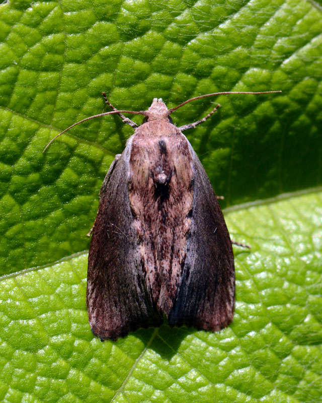 Galleria mellonella (Pyralidae Gallerinae)